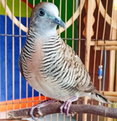 Sejarah Burung Perkutut di Indonesia